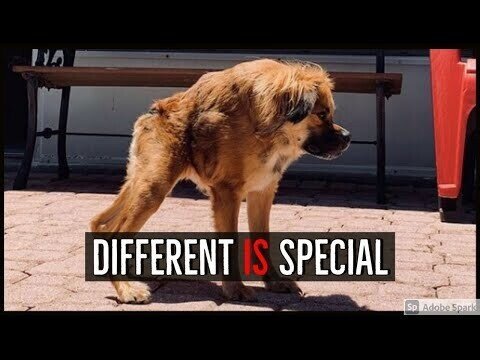 Поделюсь о необычной собачке Тилли