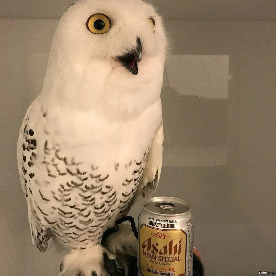 Пиво, если чо)