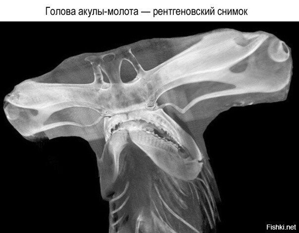 кого-то оно мне напоминает