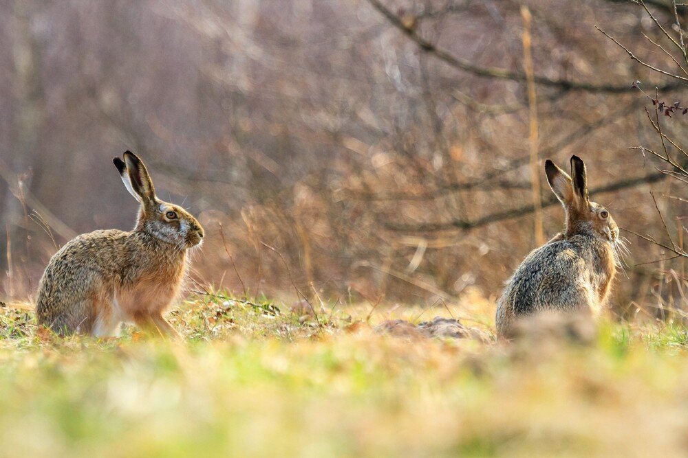 Длинноухое животное: зачем природа наделила зайцев и кроликов длинными ушками?
