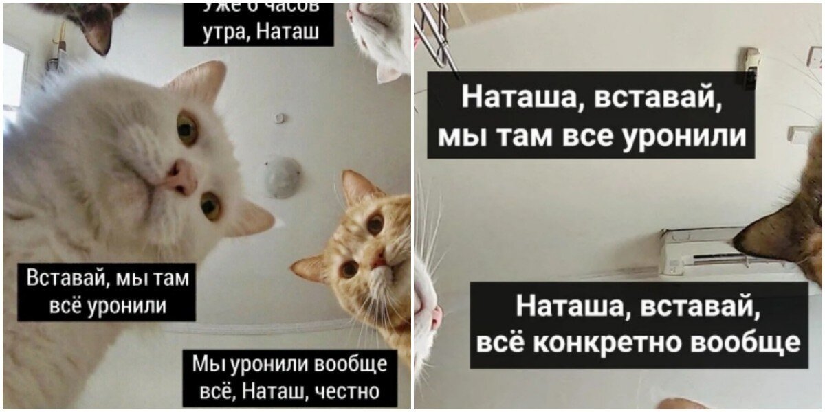 «Наташ, мы всё&nbsp;уронили»: автор мема про котов решила зарегистрировать товарный знак