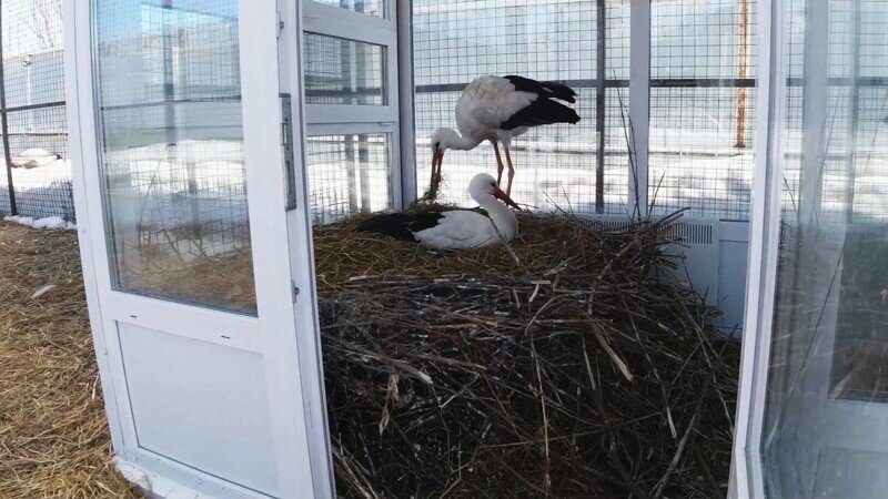 В Рязанском доме белого аиста нелетная пара  отложила яйца на месяц раньше своих сородичей