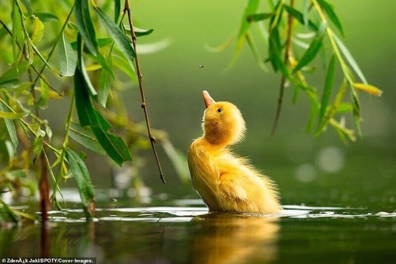 Bird Photographer of the Year 2021: Победители