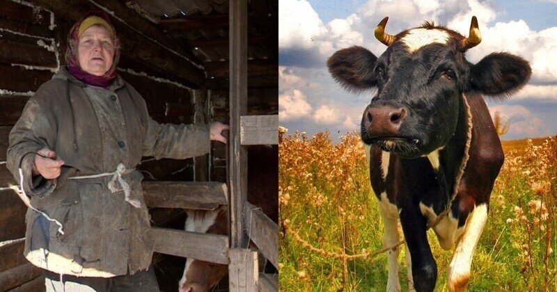 Воронежская пенсионерка собрала коноплю коровам на лекарство. Теперь ее проверяет полиция