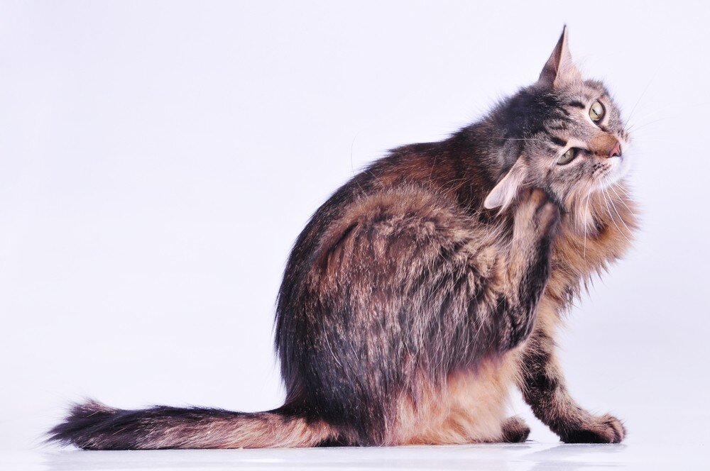 Горячие уши у кошки: как выяснить и устранить причину?