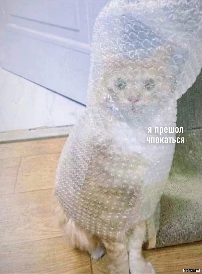 кот и пупырка