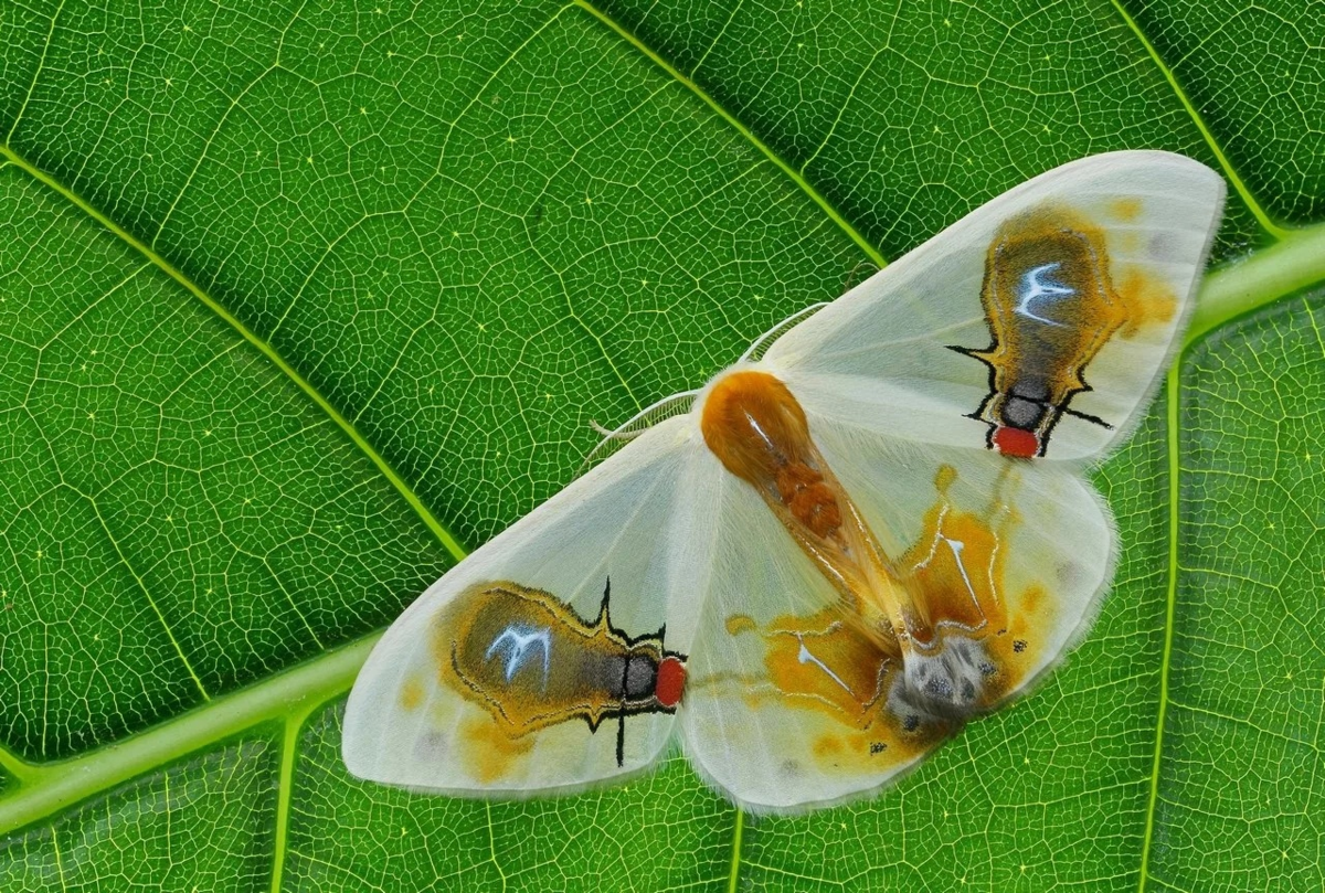 Мухоносная серпокрылка: «Татуировки» в виде мерзких мух и жуткая вонь. Во что превратилась обычная бабочка ради выживания?