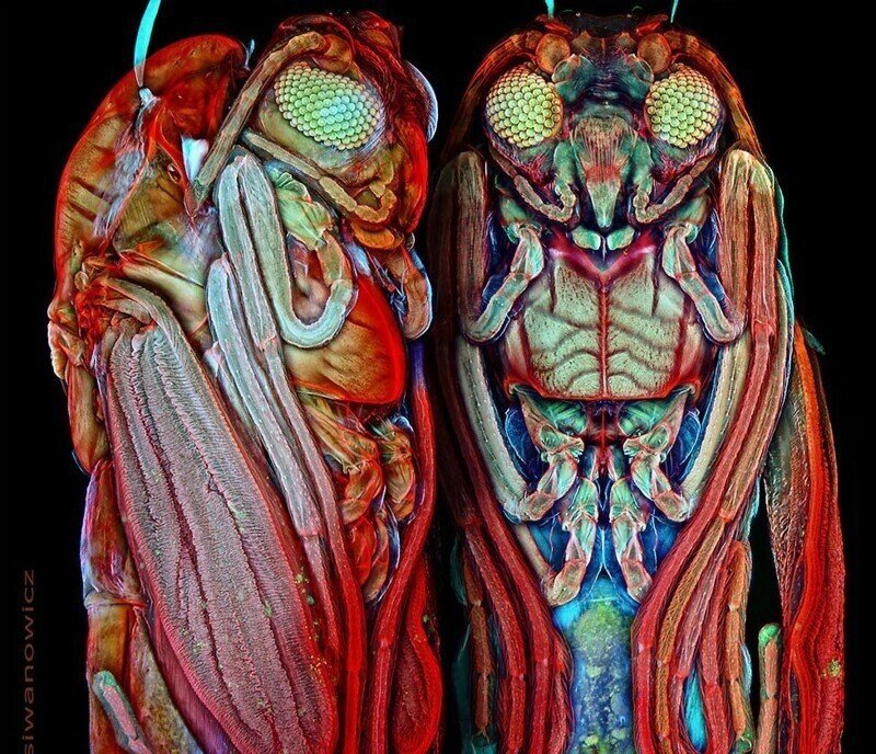 Невероятные фотографии крошечных существ под микроскопом