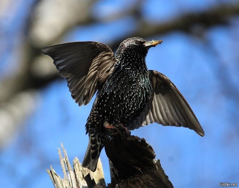 Красавчик