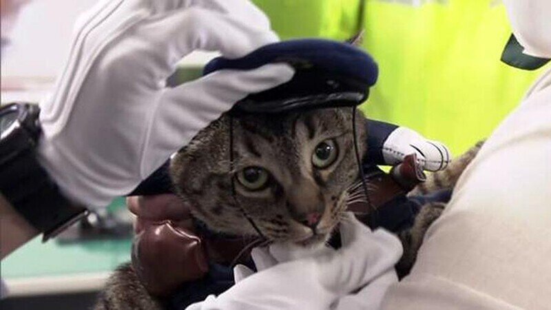 В Японии кошка спасла жизнь человеку и на один день стала начальником полиции