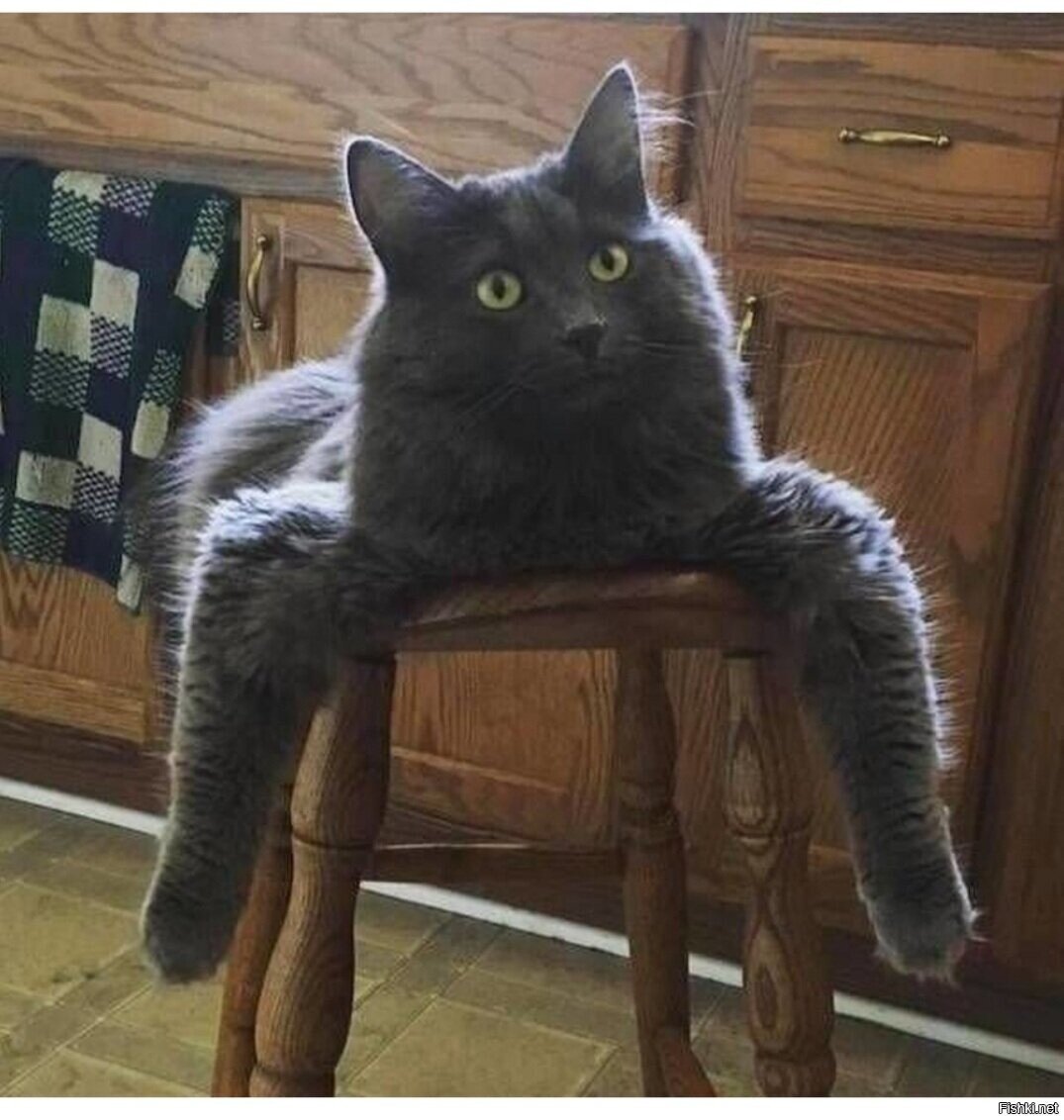 КотоПаук )