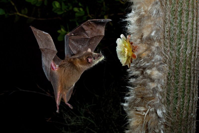 Листонос Лича: Жуткие, но безопасные летучие мыши питаются нектаром и боятся собственной тени