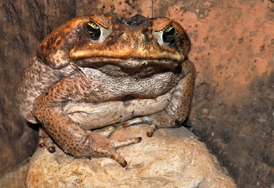 Колорадская жаба: Хранитель галлюцинаций. Воины мазали её ядом стрелы, шаманы уходили в глубокий наркотический трип