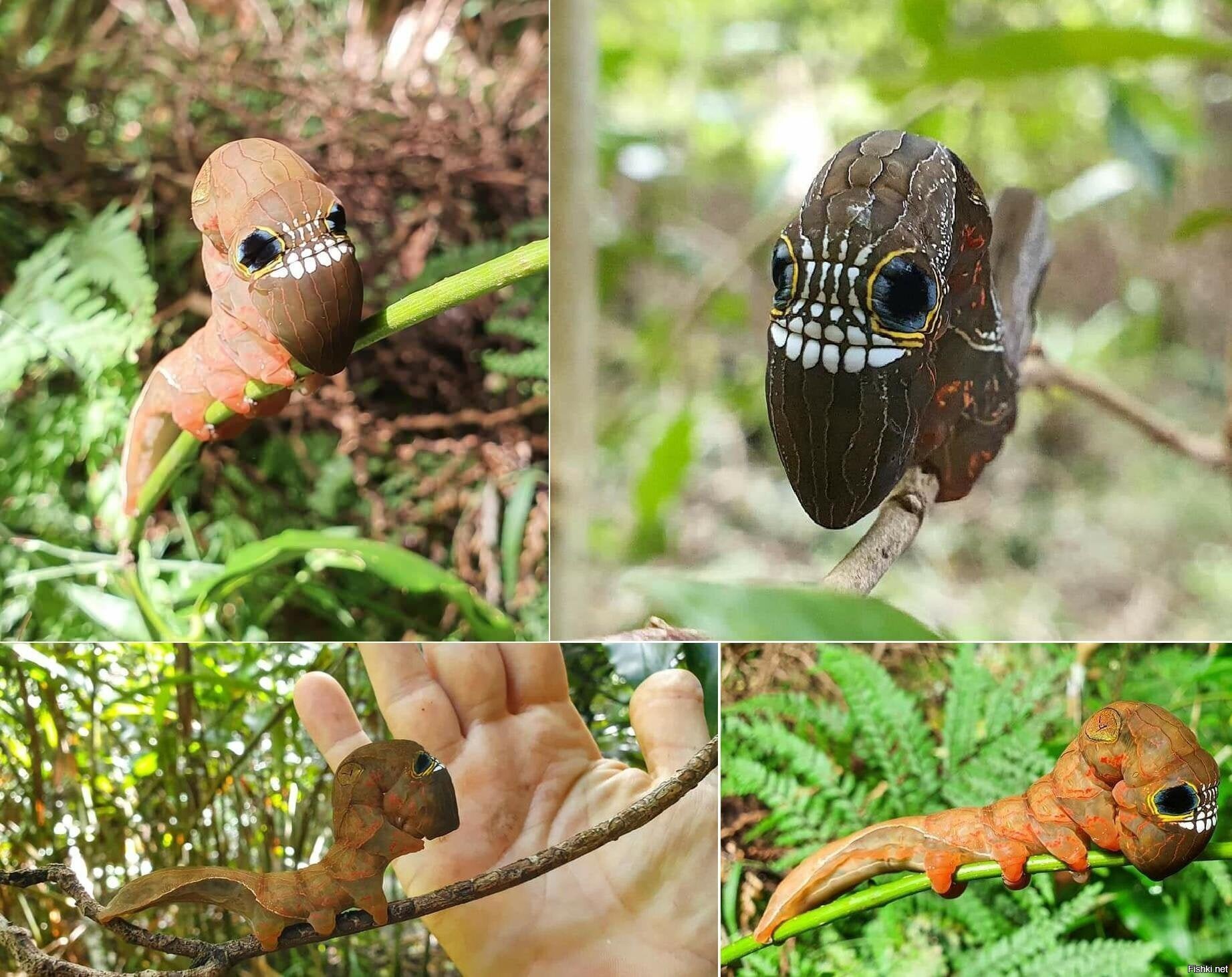 Гусеница бабочки Phyllodes imperialis