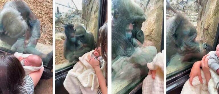 Невероятный момент: горилла очарована человеческим потомством