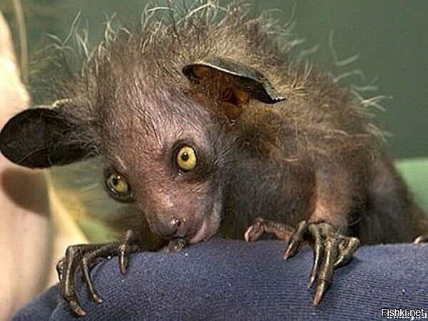 Ай-Ай Мадагаскарская руконожка