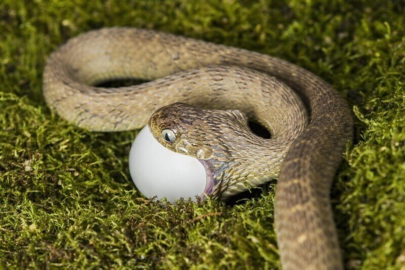 Змея яйцеед интересные факты