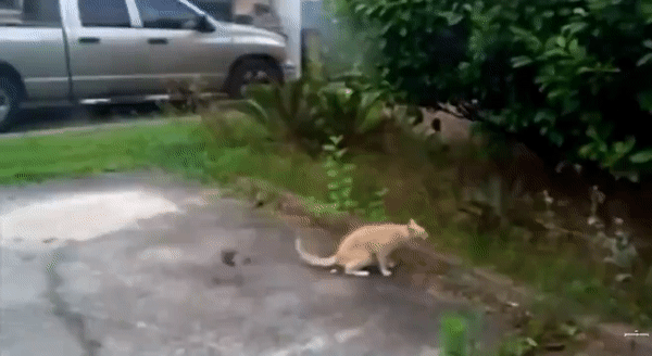 Кот терпел, да не вытерпел