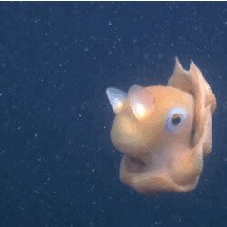 Осьминог Дамбо или Гримпотевтис(Grimpoteuthis)