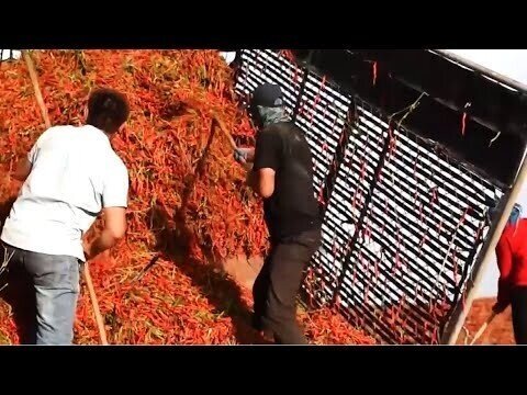 Как сушат перец чили в Китае