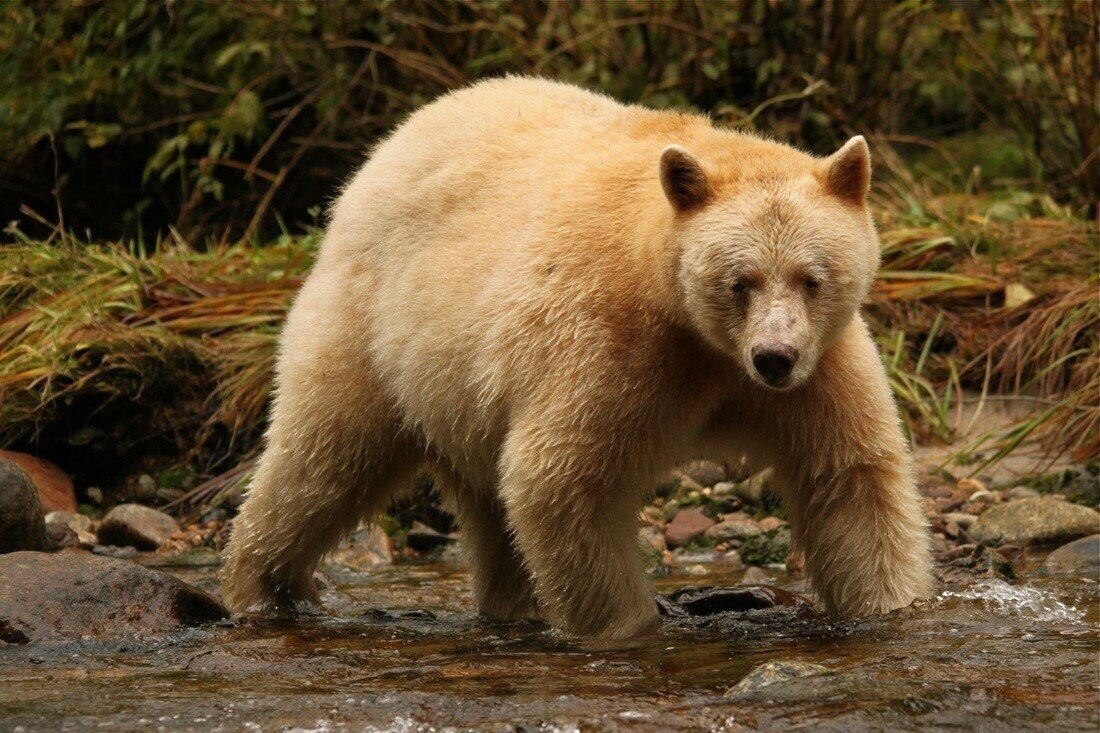 Медведь Кермода: Лесные призраки из Канады. Почему целая популяция чёрных медведей стала белоснежной?