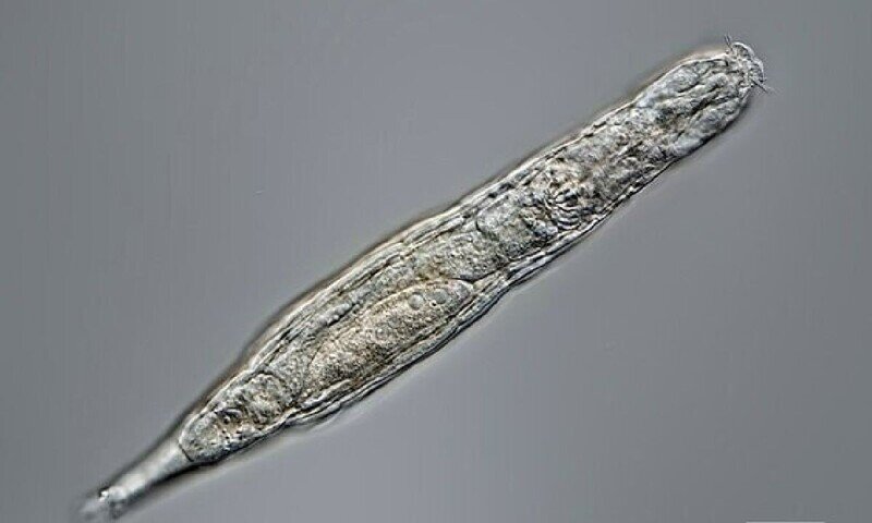 Российские ученые оживили коловраток, которые провели 24 тысячи лет в вечной мерзлоте