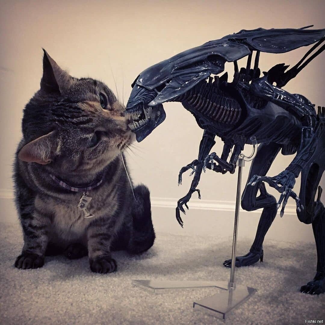 Котейка безстрашный
