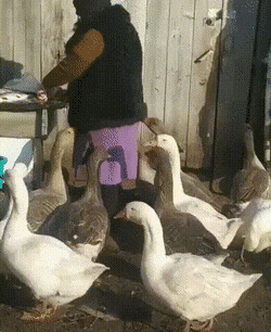 Жили у бабуси приставучие гуси