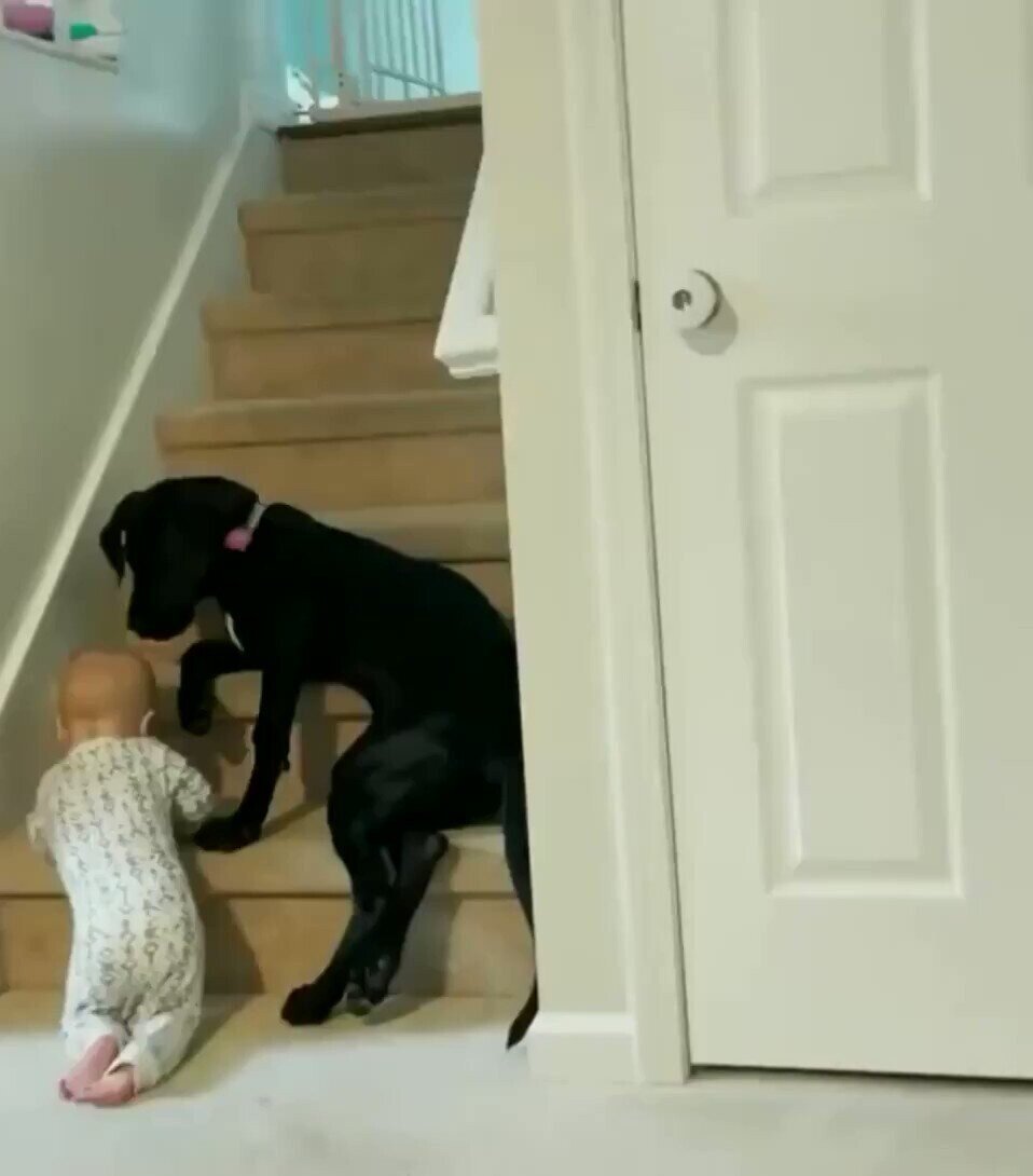 Не пустившая ребенка на лестницу собака стала звездой соцсетей
