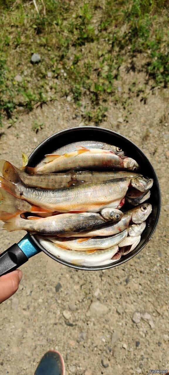 Пошло в уху