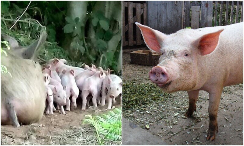 "Свободу!": беременная свинья эпично сбежала со свинофермы