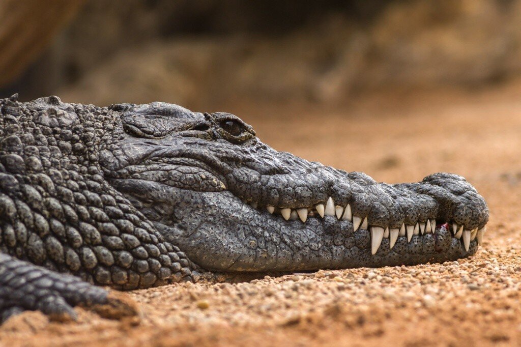 Чем крокодил отличается от аллигатора? 