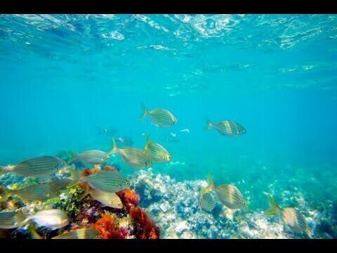 Берег Красного моря, рыбки, солнце и релакс музыка