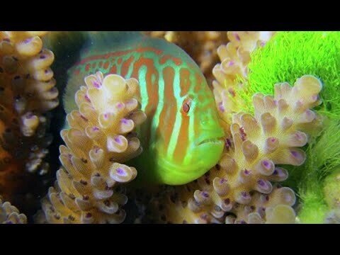 Пытаемся понять кто живёт в прибрежных кораллах