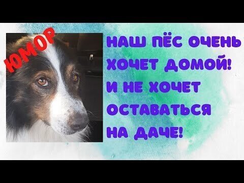 Собака очень хочет домомй!