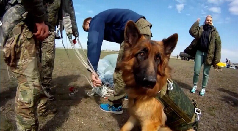 Уникальную парашютную систему для собак разработали в госкорпорации «Ростех»