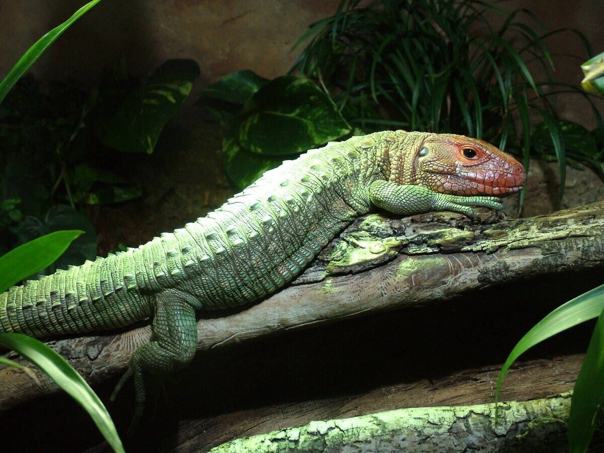 Каймановая ящерица: «Мини-дракон» хрустит улитками в джунглях Амазонки