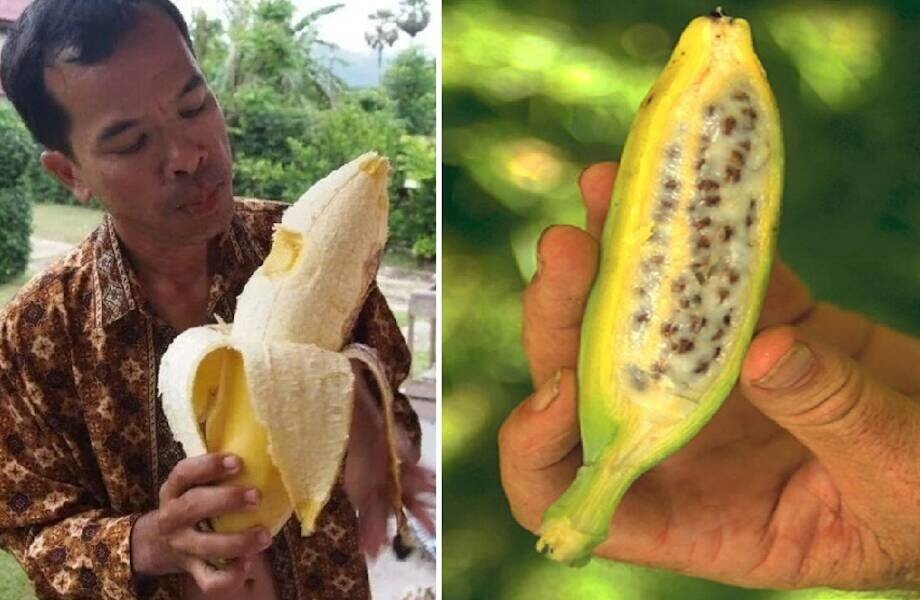 15 самых необычных видов бананов