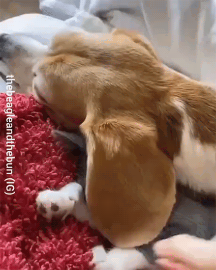 Под шерстяным одеялом