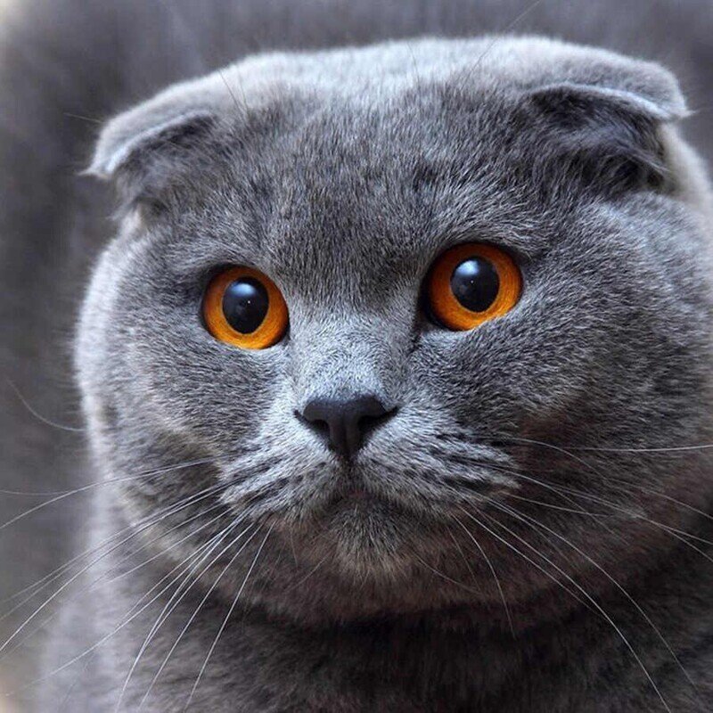 В Бельгии запретили разводить некоторые породы кошек. Шотландские вислоухие, бенгальские и саванны