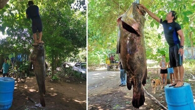 В Коста-Рике поймали гигантского 200-килограммового окуня