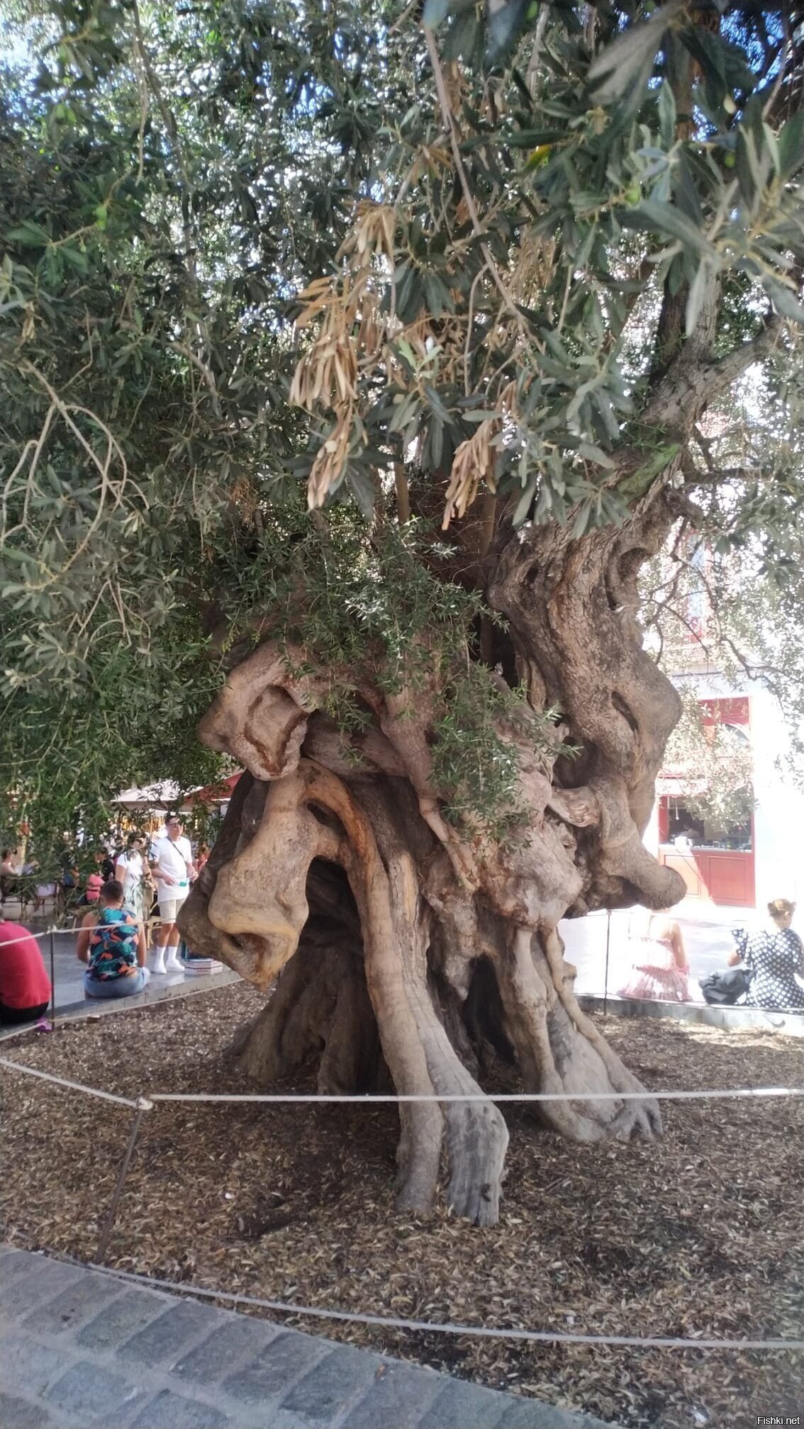 Самое старое оливковое дерево в Пальме де Майорке