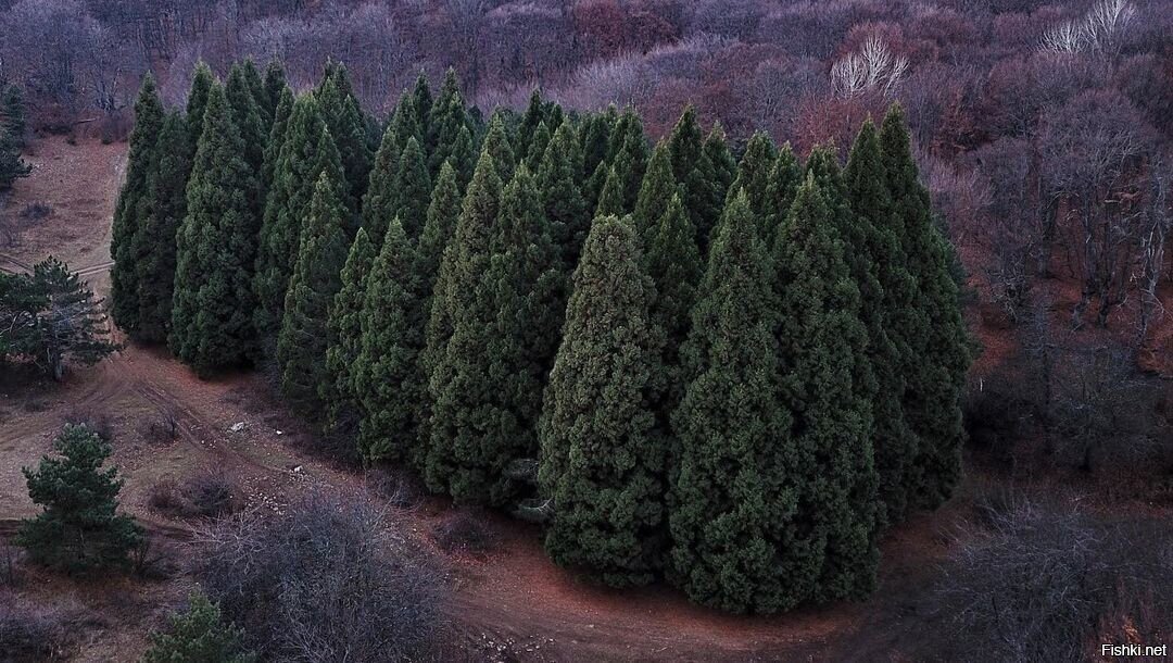 Роща секвой в Крыму