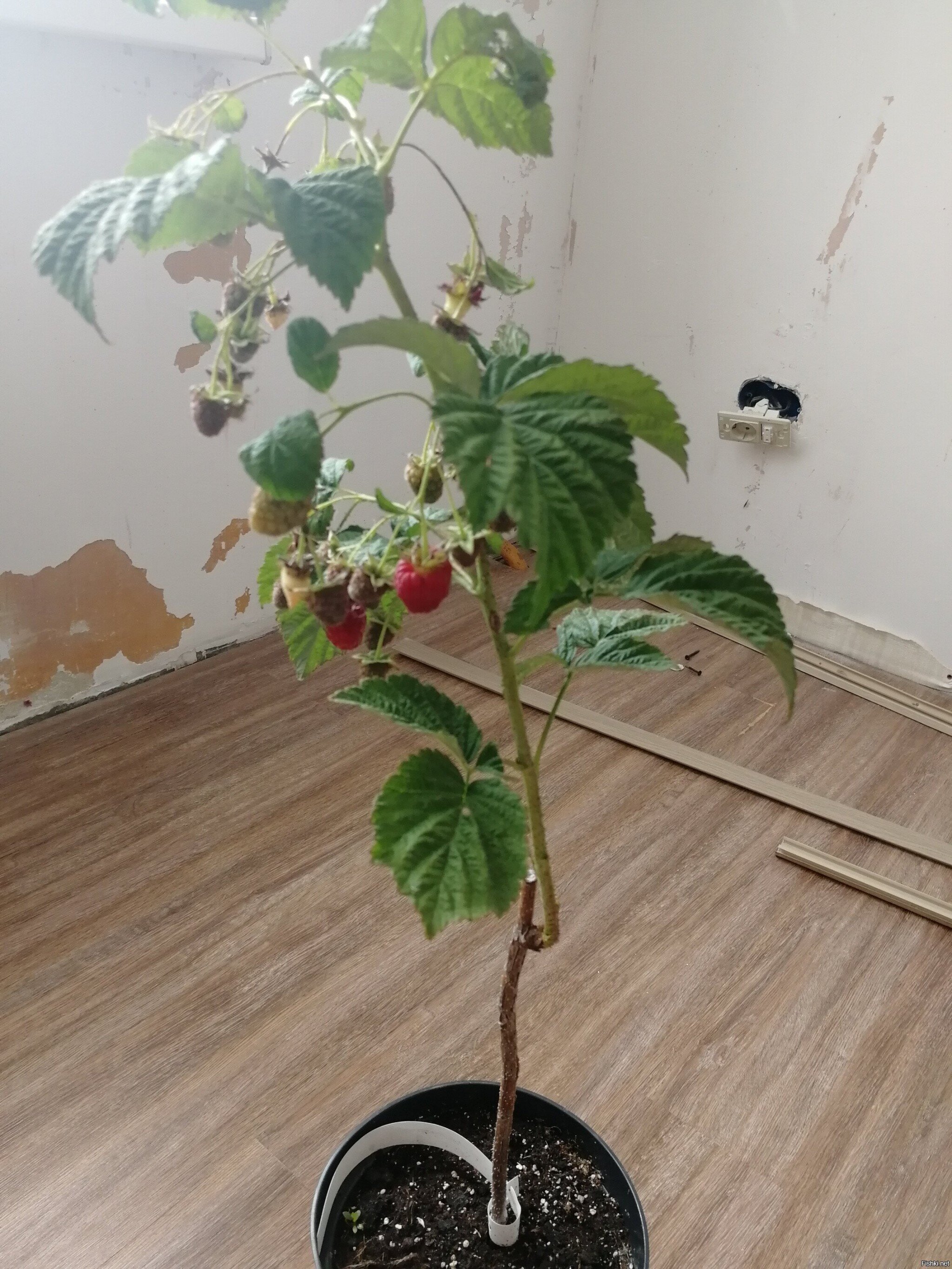 Малина пошла)