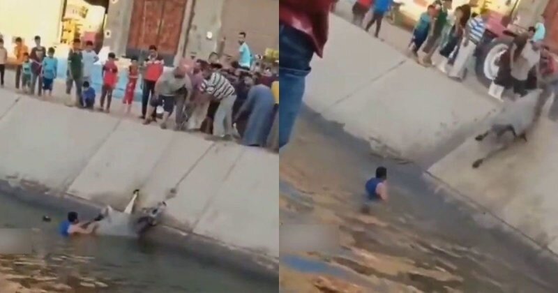 Спасенная корова напала на толпу людей в Египте