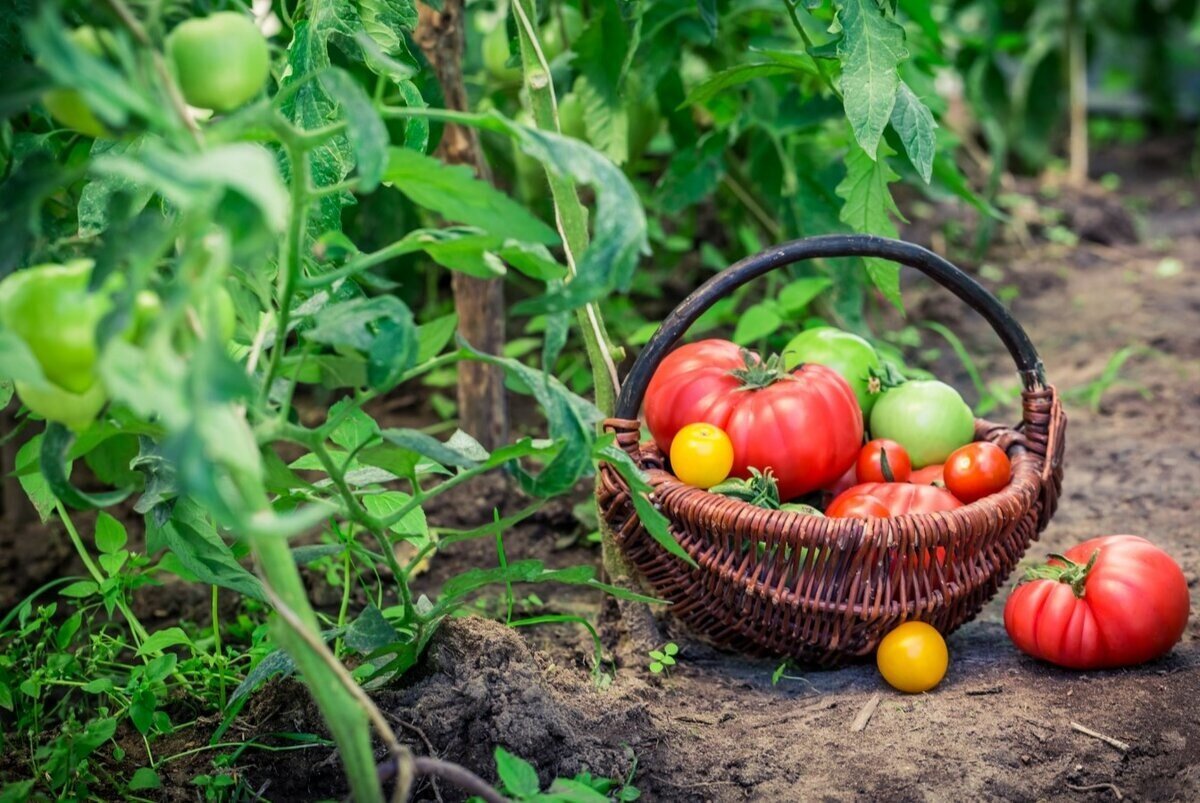 Насколько выгодным в условиях роста цен на фрукты и овощи становится самостоятельное выращивание на огородах