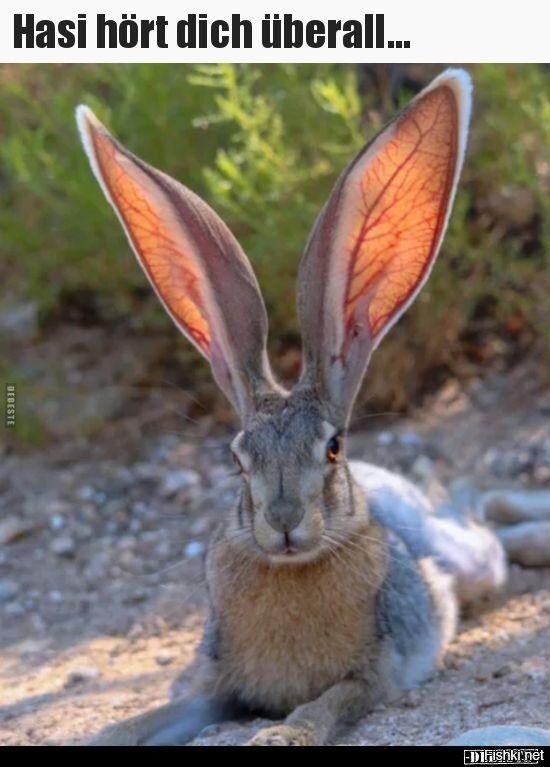 Настоящий заяц