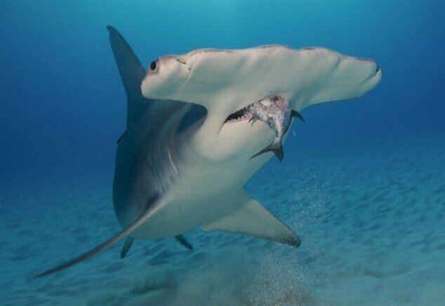 Для чего акуле молот