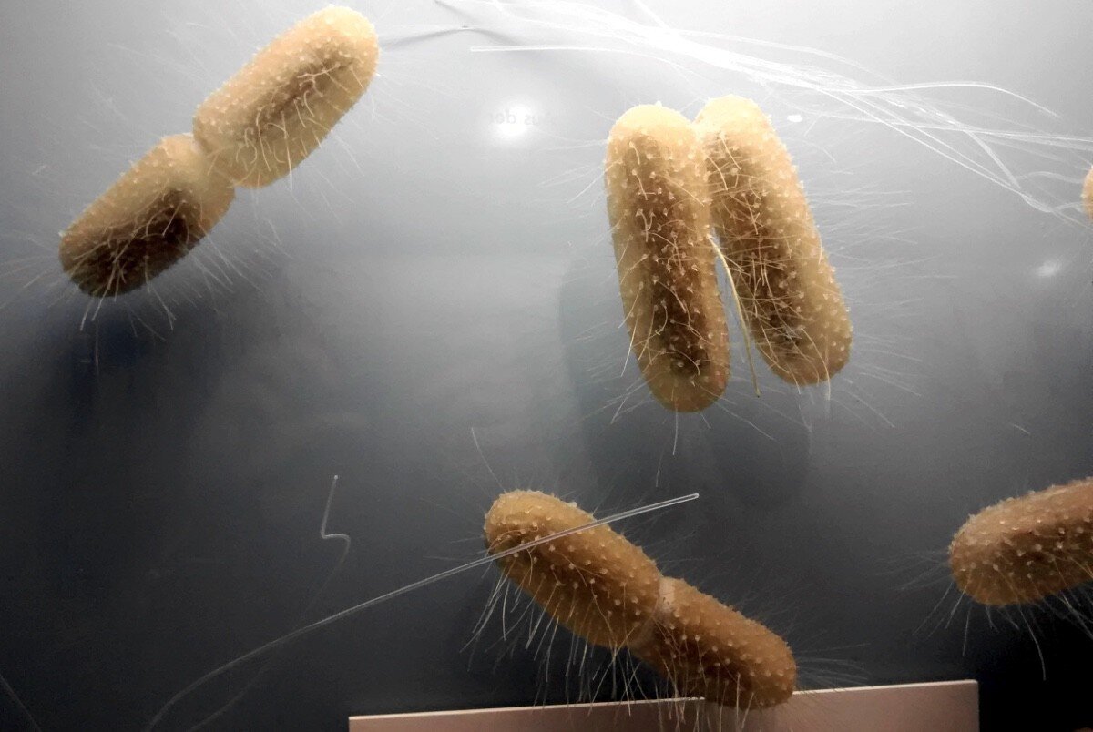 Биологи показали, что популяции бактерий могут переживать сотни тысяч лет голодания