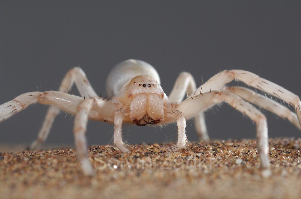Золотой катящийся паук: Тысячелетия войны с осами научили паука входить в режим «колобка»